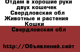 Отдам в хорошие руки двух кошечек - Свердловская обл. Животные и растения » Кошки   . Свердловская обл.